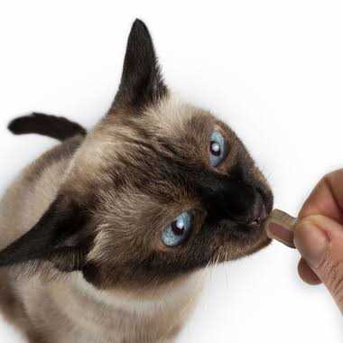 Cat Bites A736856