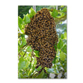 Swarm of Bees Canvas Art R795103