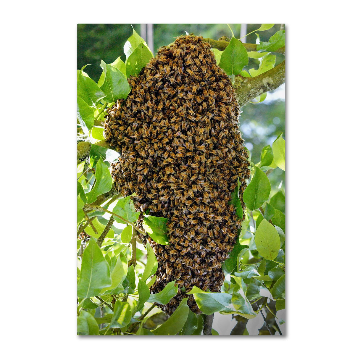 Swarm of Bees Canvas Art R795103