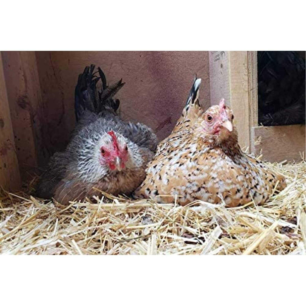 Chicken Bedding M26944