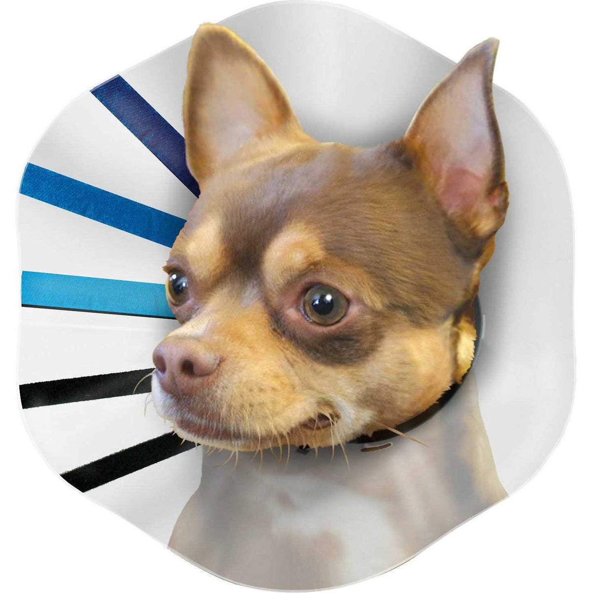 Clear Collar A984771