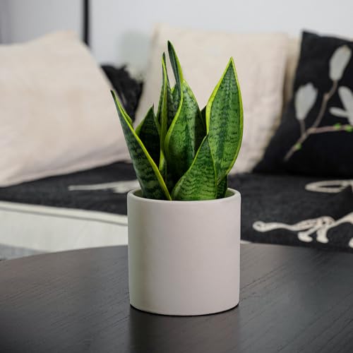 Gray 5 Inch Cement Plant Pots with Drainage Hole Q9829