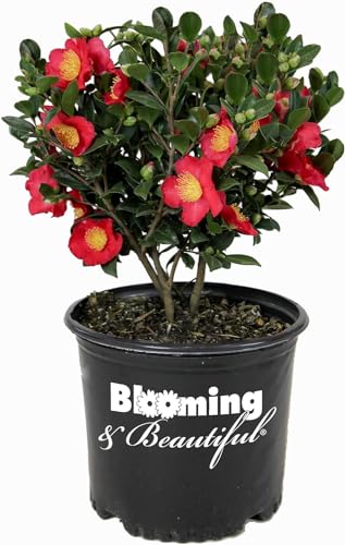 3 Gal Evergreen Shrub Camellia Sasanqua G5070