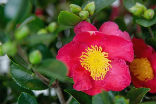 3 Gal Evergreen Shrub Camellia Sasanqua G5070