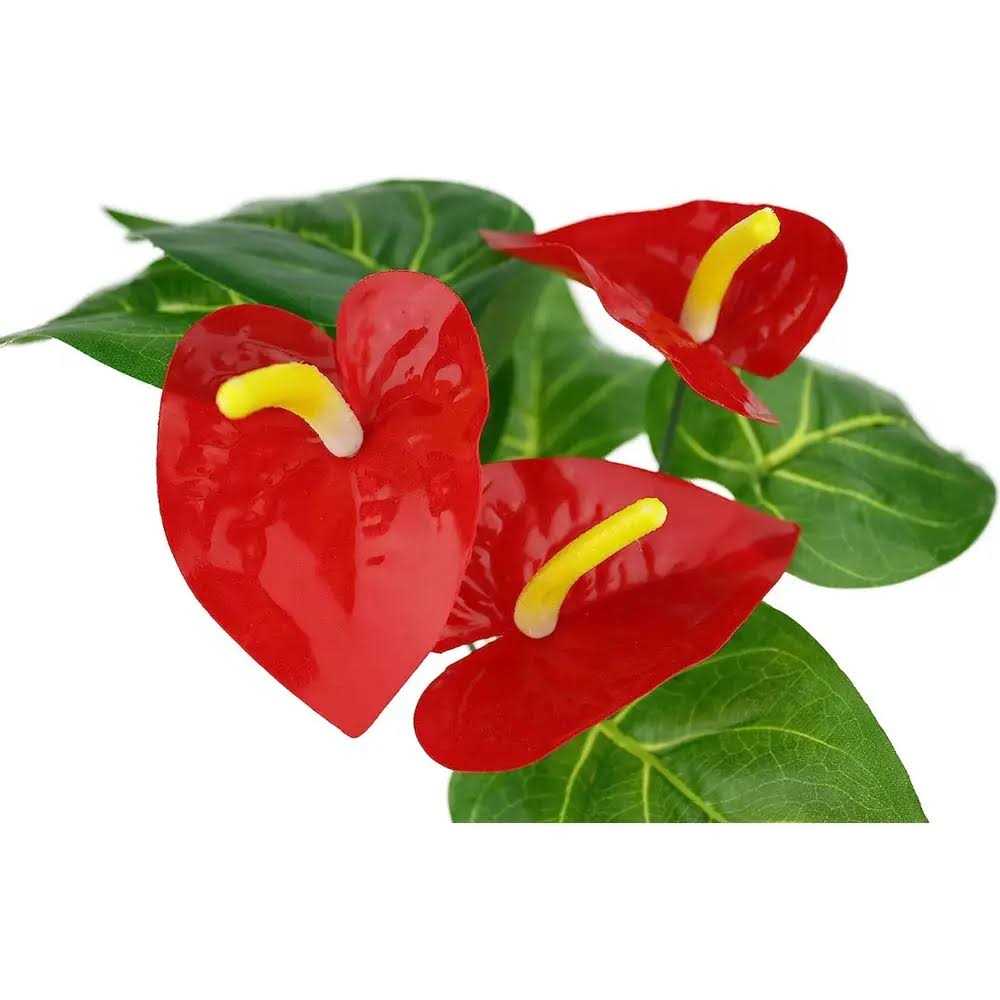Anthurium Plant P811667