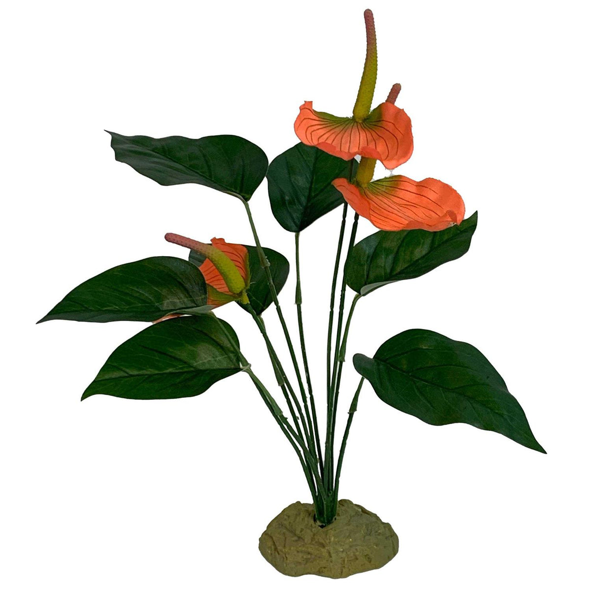 Anthurium Plant P811667