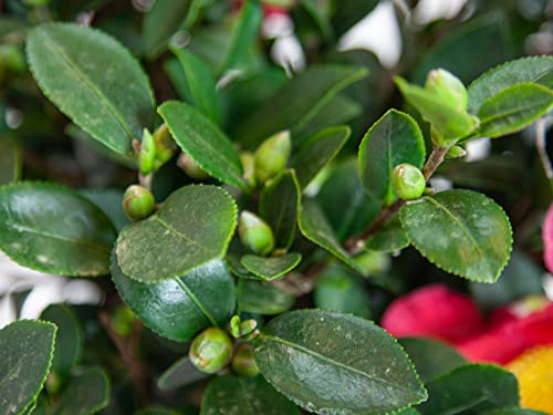 3 Gal Evergreen Shrub Camellia Sasanqua G5070
