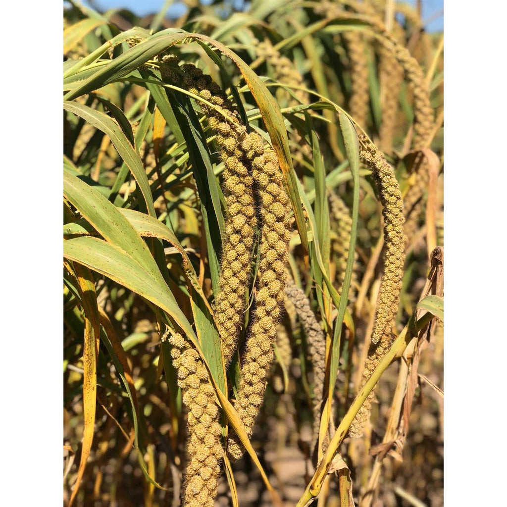 Sun-Dried Non-GMO Pesticide Free B87651