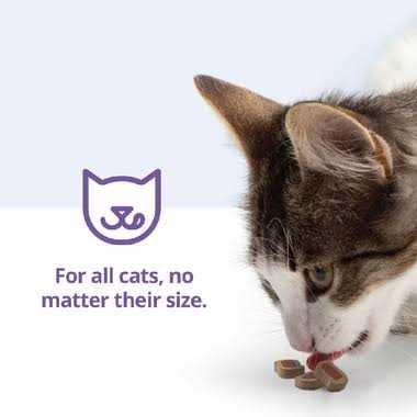 Cat Bites A736856