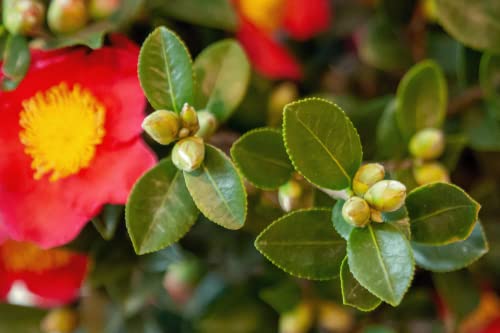 3 Gal Evergreen Shrub Camellia Sasanqua G5070