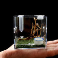 Spider Terrarium Acrylic Reptile Breeding Box with Dropper Tongs P639636