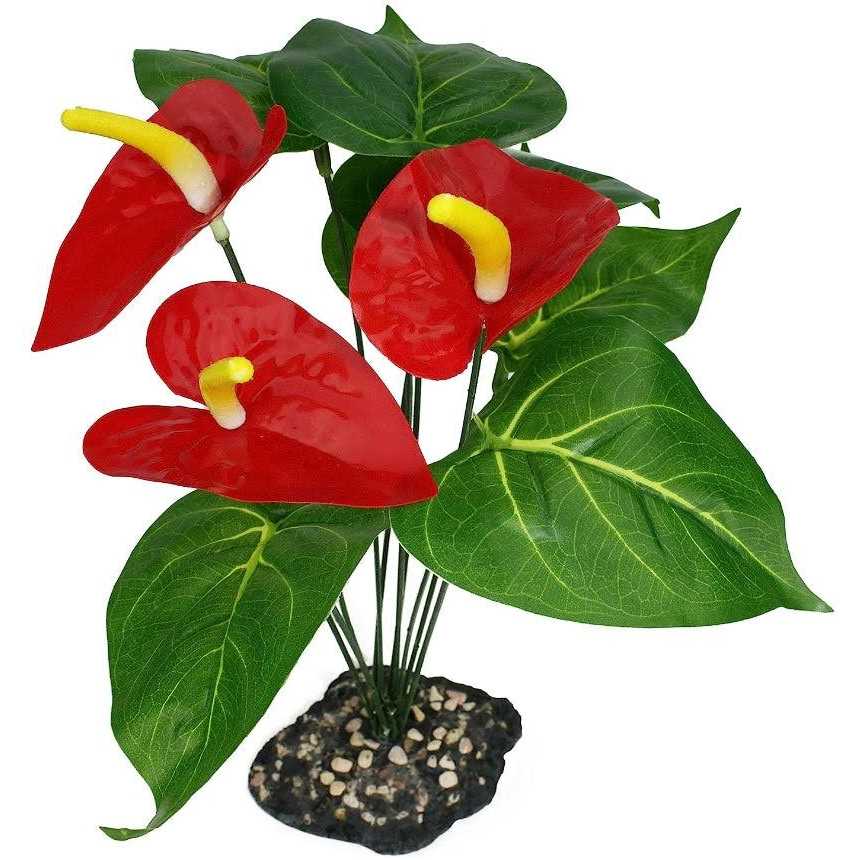 Anthurium Plant P811667