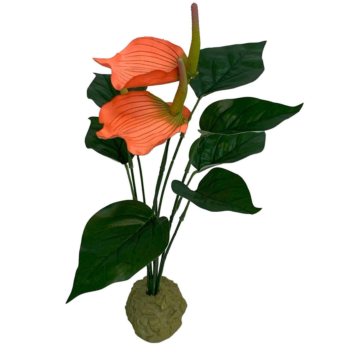Anthurium Plant P811667